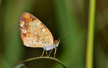 Pearl Crescent Butterfly (Phyciodes tharos) roosting on a curved blade of grass with its wings upright. Photo taken in Houston, TX.