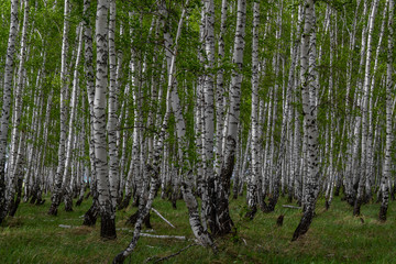Fototapeta premium birch forest in spring, tree trunks, background 