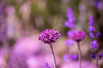 Lilac flowers background