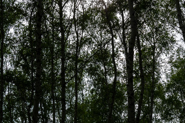 birch forest in spring, tree trunks, background 