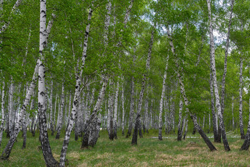 Obraz premium birch forest in spring, tree trunks, background 