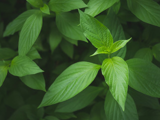 Close-up green leaf detail, green background
