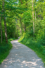 Fototapeta na wymiar Weg im grünen Wald