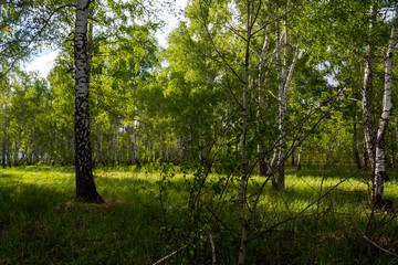 birch forest in spring, tree trunks, background 