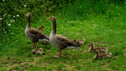 Greylag Geese and Goslings on side of lake