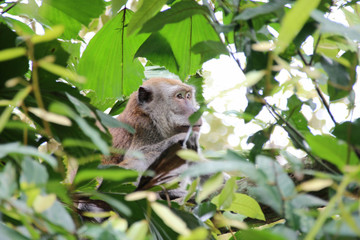 monkey on pulau ubin (singapore) 