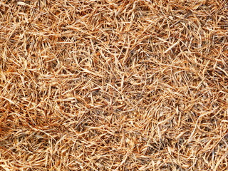 dried grass field nature background