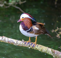 mandarin duck