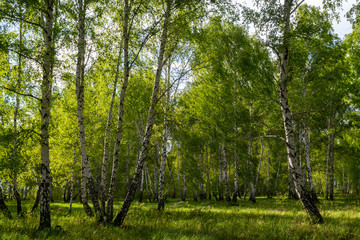 birch forest in spring, tree trunks, background 