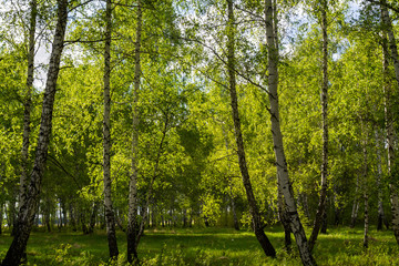 Fototapeta na wymiar birch forest in spring, tree trunks, background 