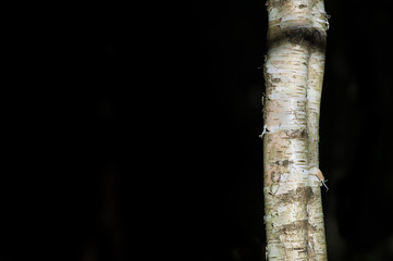 Naklejka premium Close up of silver birch (betula pendula) trunk against a black background.copy space left.