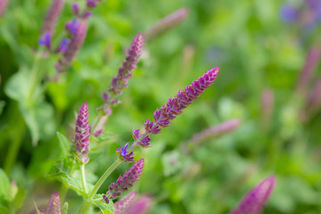 purple flowers in the garden