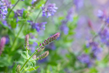 purple flowers in field