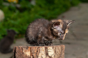 Little cat playing on the home