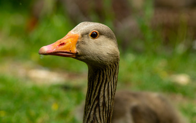 Greylag Geese and Goslings on side of lake