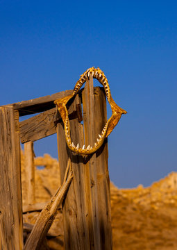 Sudan, Port Sudan, Suakin, shark jaws on a ruined ottoman coral buildings