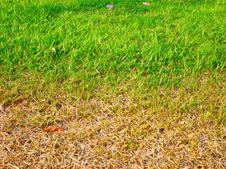 green field background, dried grass plant outdoor garden