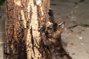 Little cat playing on the home