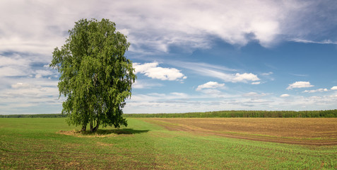 summer panorama of fields with trees, Russia,