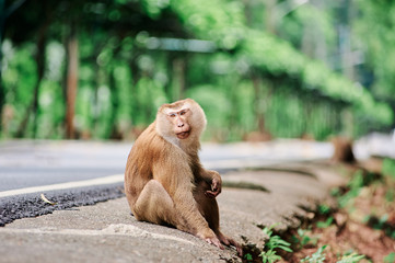 Obraz premium Cute monkey sits near road in Thailand