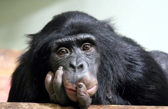 chimp chimpanzee sad (pan troglodyte looking deep and thoughtful stock photo photograph image picture