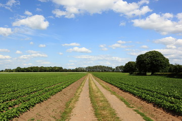 Fototapeta na wymiar Dirt track through a farming landscape in summertime. JPG