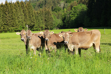 Fototapeta premium Brown cows in pastures in the foothills of the Alps