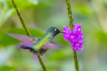 Blue hummingbird Violet Sabrewing flying next to beautiful red flower. Tinny bird fly in jungle. Wildlife in tropic Costa Rica. Two bird sucking nectar from bloom in the forest. Bird behaviour