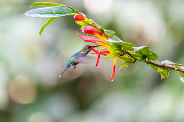 Blue hummingbird Violet Sabrewing flying next to beautiful red flower. Tinny bird fly in jungle. Wildlife in tropic Costa Rica. Two bird sucking nectar from bloom in the forest. Bird behaviour