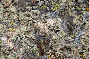 Evenly illuminated stone texture with orange fungus or moss