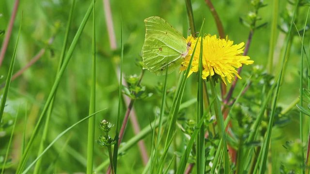 Brimstone Butterfly Feeding on a Dandelion
