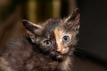 Little cat playing on the home