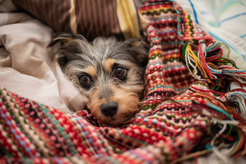 Dog resting inbetween colorful bedding on bed