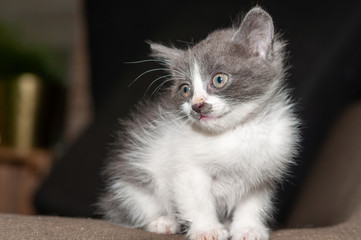 Little cat playing on the home