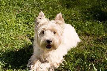 Naklejka na ściany i meble The West highland white Terrier on a green lawn..