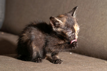 Little cat playing on the home