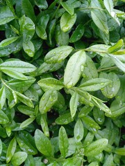 Fototapeta premium fresh spinach leaves