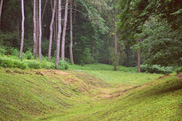 Forest hollow covered with grass surrounded by coniferous and deciduous trees.