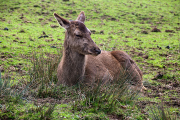 Naklejka na ściany i meble Deer Resting in an Open Field