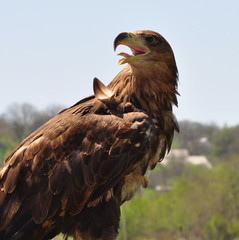 A brown bird of prey sits with its beak open and tongue sticking out.