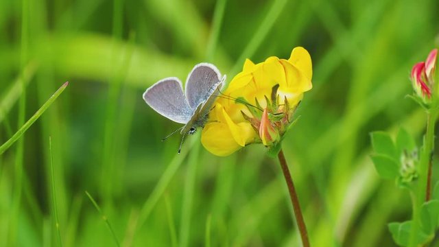 Conocephalus fuscus. The long-winged conehead, Bush-cricket. Small Blue Butterfly. On Horseshoe Vetch