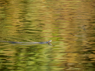 Ringelnatter im See