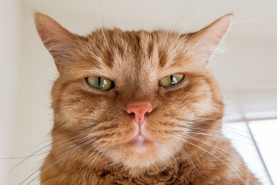 Large orange cat looking directly at the camera; the ears turned out sideways, signalling anger, annoyance, irritation;