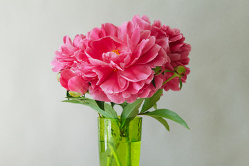beautiful fresh pink peonies in green transparent glass vase