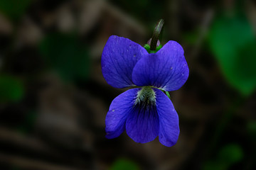 Common blue violet in early spring forest