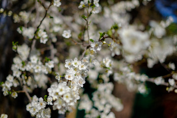 Fototapeta premium Apple tree
