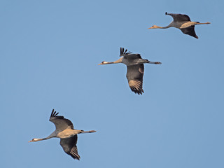 Gruppe Kraniche fliegt am Himmel