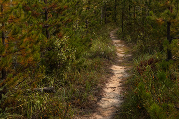 Obraz premium A narrow empty sandy path leading through a forest, nobody in the image