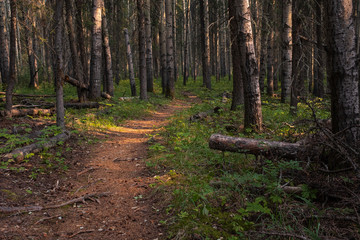 A narrow empty path leading through a woodland with shafts of sunlight breaking through the trees, nobody in the image