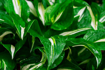 Green and white hosta plant. Hosta plants with wet leaves. Rain covered hosta plants. Upclose macro...